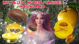 MUTYA NG TESA O CANISTEL  LESO NAGING BATO  POUTERIA CAMPECHIANA [upl. by Norud]