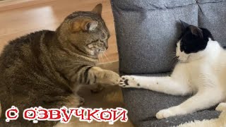 Приколы с котами С ОЗВУЧКОЙ Смешные коты 2024  Самые смешные животные [upl. by Chelsey188]