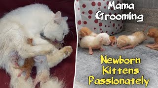 Mother Cat Split Personality Started Grooming Newborn Kittens Passionately After Her Treatment [upl. by Lola125]