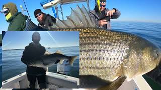 40quot Cow Rockfish for Everyone Chesapeake Bay Striped Bass Fishing with Southern Girl Sportfishing [upl. by Lefton491]