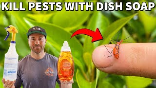 How To Kill Insects INSTANTLY With Dish Soap Spray [upl. by Eiduam487]