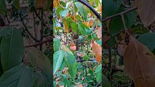 😲Diospyros kaki în octombrie🏵️playlist grădini înflorite 312 video [upl. by Osborn819]