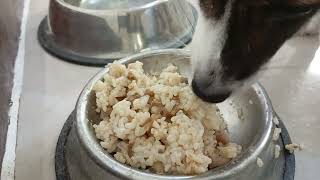 My pet dog eating rice with bits of Pork Adobo ASMR  June 19 2024 [upl. by Anierdna]