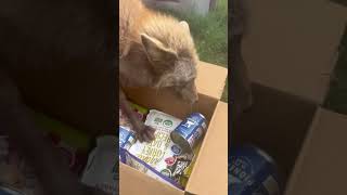 Swiper Fox helped me open a gift box from tenderandtruepetnutrition6509 today foxsounds [upl. by Anihta]