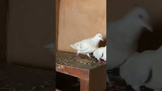 Homing pigeon they’re beautiful poultryhouse pigeon farmingandigrowit [upl. by Ossie]