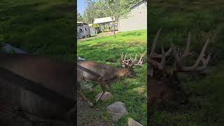 Whitetail deer late Summer shedding velvet [upl. by Rutter]