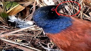 Greater coucal Bird brings crickets to babiesbirds [upl. by Marbut]