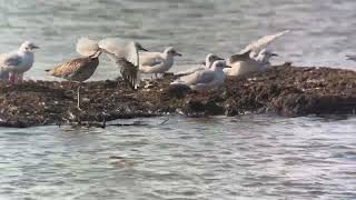 High Tide Wader Roost RSPB Rainham Marshes 200924 [upl. by Ellenor939]