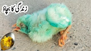 How do you SAVE a Dying BABY Chicken   Chicks Life Saving Strategies  Dr ARSHAD [upl. by Nawor]