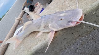 PESCA EN EL RIO PARANA Armado gigante paty moncholos mojarras [upl. by Hteazile980]