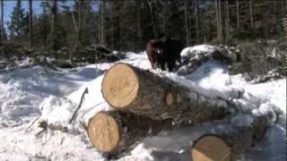 Winter Logging with our Oxen Bright amp Lion [upl. by Galateah]