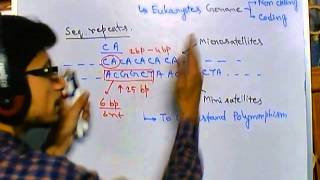 Satellite DNA  minisatellite and microsatellite [upl. by Kcoj]