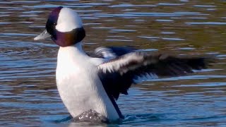 Bufflehead ducks diving swimming flying [upl. by Leupold]