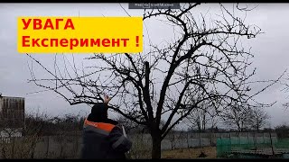 Увага експеримент Сливка обрізка і формовка крони [upl. by Mcdade840]