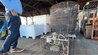 Dungeness crab season delayed again for whale protection [upl. by Craggie]