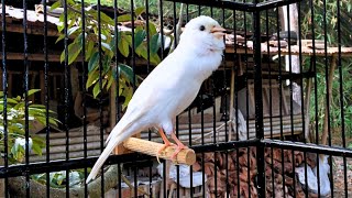 A Special Waterslager Canary Singing For Training [upl. by Leesen850]