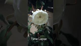 Brahma Kamal flowerEpiphyllum Saussurea Obvallata A Lucky Plant Queen of the Night Time Lapse [upl. by Noraa935]