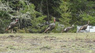 Les dindons sauvages débarquent en ville [upl. by Aratas]