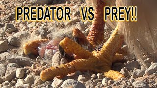 PREDATOR VS PREY [upl. by Taddeusz253]