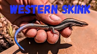 Catching A quotblue tailedquot Western Skink [upl. by Anirtep450]