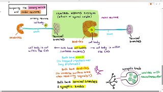 153 Sensory Neurone amp Motor Neurone Cambridge AS A Level Biology 9700 [upl. by Aric696]