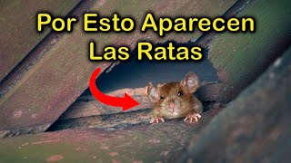 SIGNIFICADO EMOCIONAL por el que APARECEN las RATAS y RATONES en Tu HOGAR 🐁 CASA ENFERMA y PLAGAS [upl. by Oni]