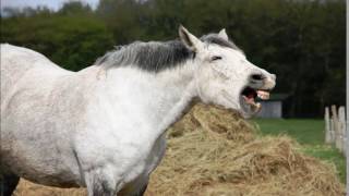 Horse Neighing Sound Effect [upl. by Pinkham]