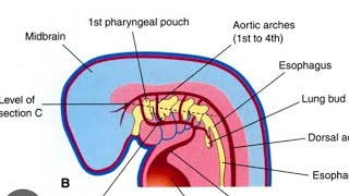 Pharyngeal Arches Model Part 01  2nd Year MBBS OSPE [upl. by Dey670]