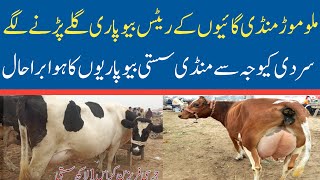 Today Malumor Mandi Jhang Update  Cow Fresh Rates Update 2024  Cow Mandi 2024 [upl. by Iadam]