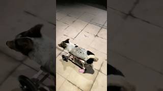 A puppy with no forelimbs like a seal foryou pets animals cute healing dog lucy [upl. by Siloam]