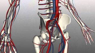 Veins of the body  PART 2  Anatomy Tutorial [upl. by Codee827]