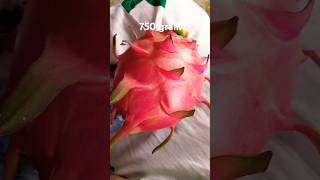 dragon fruit harvesting rooftopshortsvideo [upl. by March]