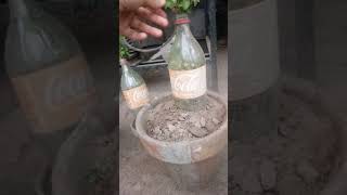 Stevia Plant When Need Water Explain In English 🌱🌿  Stevia Plant Care🌱🌿  Sweet Herbdailyhabits92 [upl. by Ekralc]