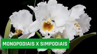 Monopodiais X Simpodiais [upl. by Skiba]