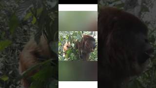 Scariest sound of Howler monkey mysterious facts [upl. by Ecinue235]