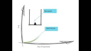 Growth Dynamics of Miscanthus [upl. by Nerot]