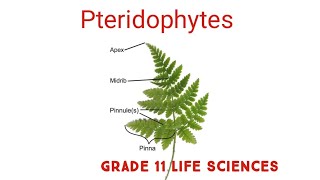 Pteridophytes  Biodiversity of plants Grade 11 Life Sciences [upl. by Fu]