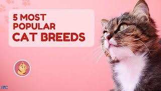 Top 5 Most Popular Cat Breeds [upl. by Akeirahs]