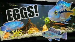 75 Gallon Aquarium  American Cichlids Update [upl. by Kinzer]