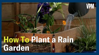 How to plant a rain garden [upl. by Rosanne]