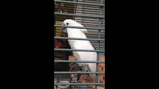 Cacatoès blanc qui danse et parle  Perroquet blanc rigolo à Key West en Floride HD [upl. by Abran]