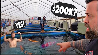 200000 CHAMPION KOI VISITING THE LARGEST KOI FISH FARM IN USA [upl. by Hamil222]