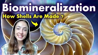 Biomineralization Pt 5 How Organisms Secrete Shells amp Fossilize  GEO GIRL [upl. by Bobina]