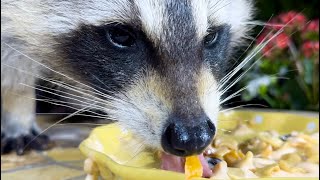 Raccoon Tries Yogurt with Nuts [upl. by Glynias]