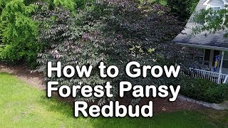 How to grow Forest Pansy Redbud Purple Foliage  Pink Flowering [upl. by Norrag]