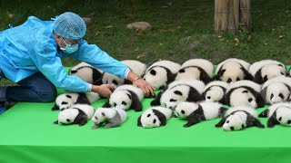 Cutest baby Panda Videos Compilation Cute moment of the Animals  Cutest Pandas [upl. by Irby]