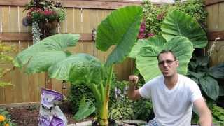 Growing Another Giant  Alocasia Borneo Giant [upl. by Glory]