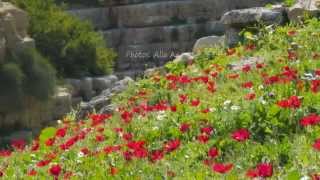 Judaean Desert blooming פריחה במדבר יהודה נחל פרת [upl. by Schalles]