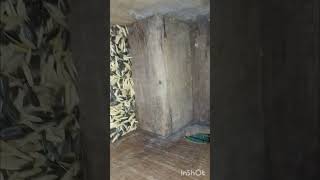 BIRD NEST BOX shortvideo viralvideo budgis [upl. by Zehe768]