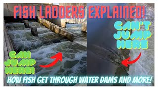 Fish Ladders Explained How fish get over Dams That are too High [upl. by Colan]